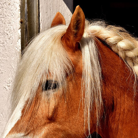 Hormonbalance tilskud til hest