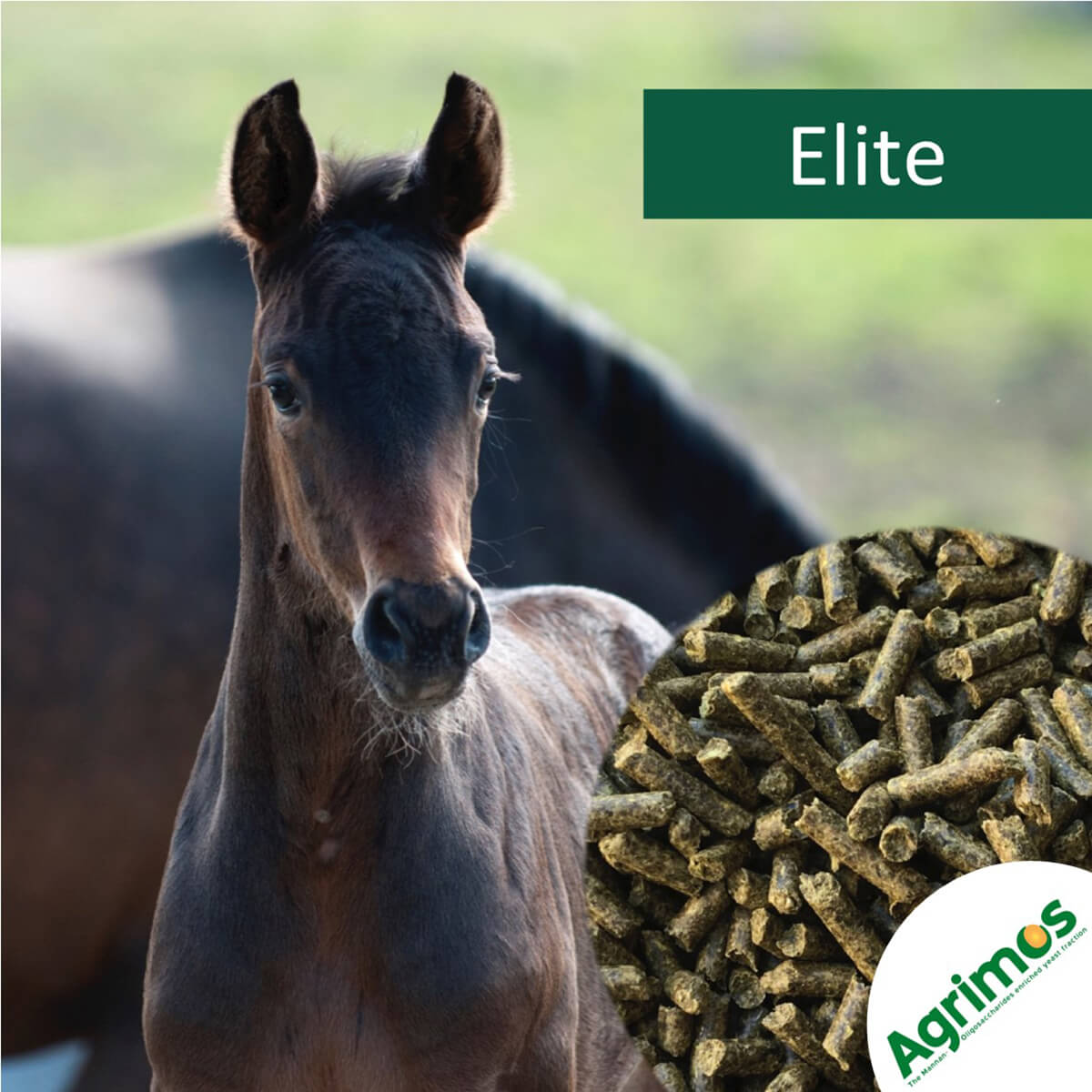 horsepro Elite 1223236 01