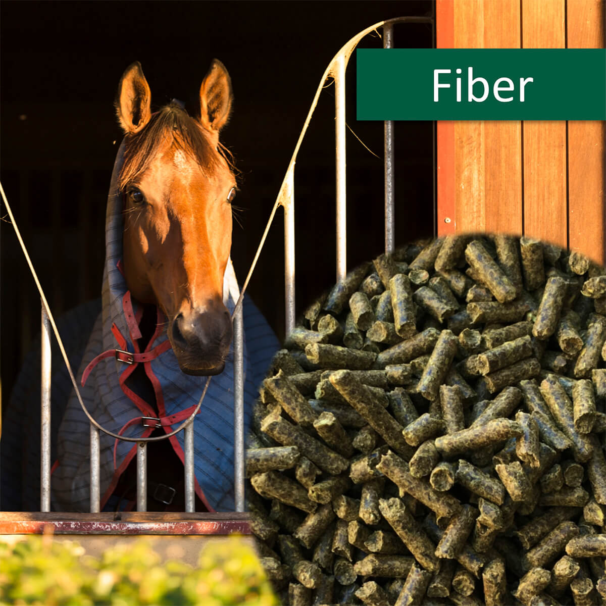 horsepro Fiber 1223298 01