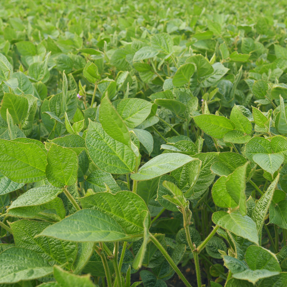 Dyrefoder Mollerup Moelle