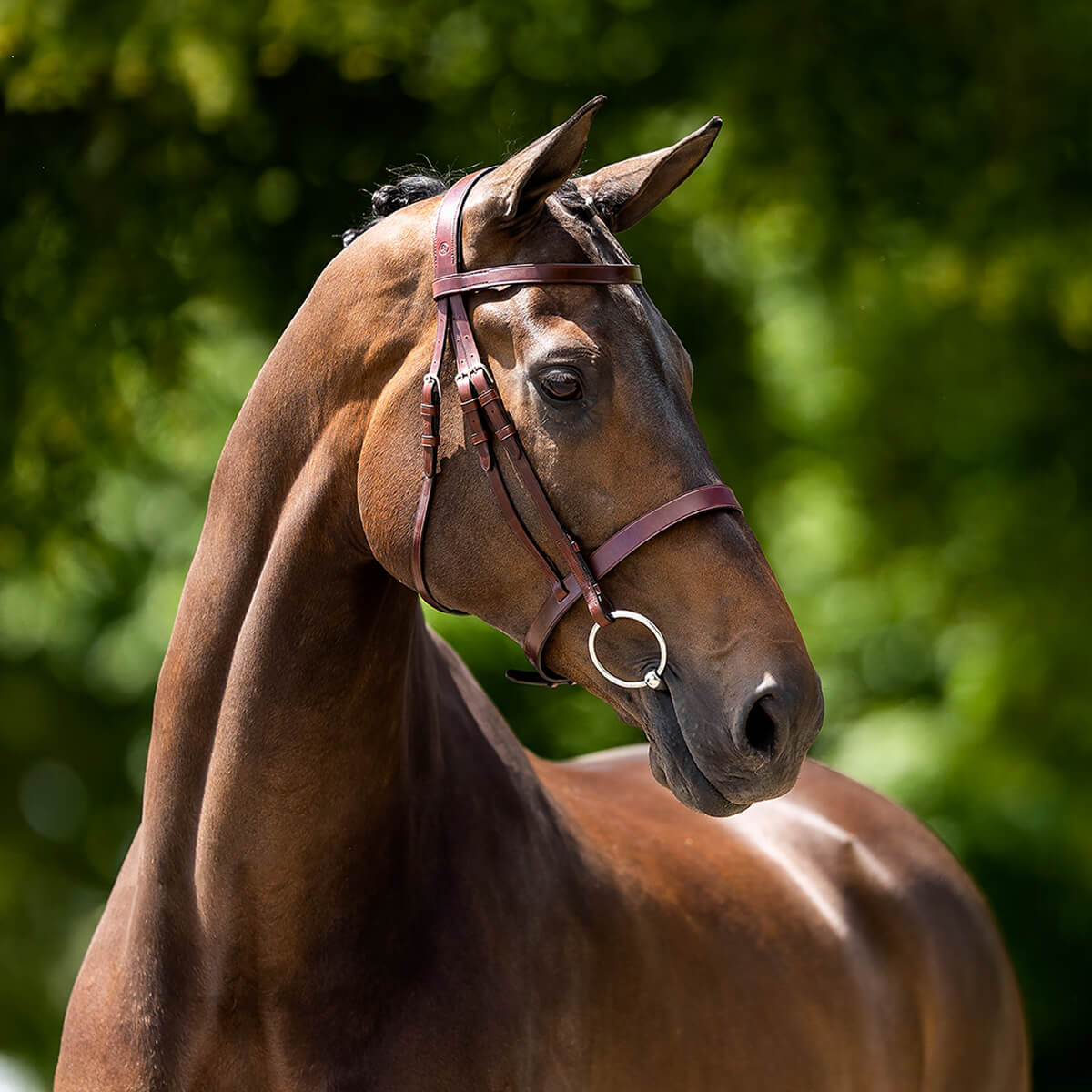 BR Kempston hunter trense brun 01