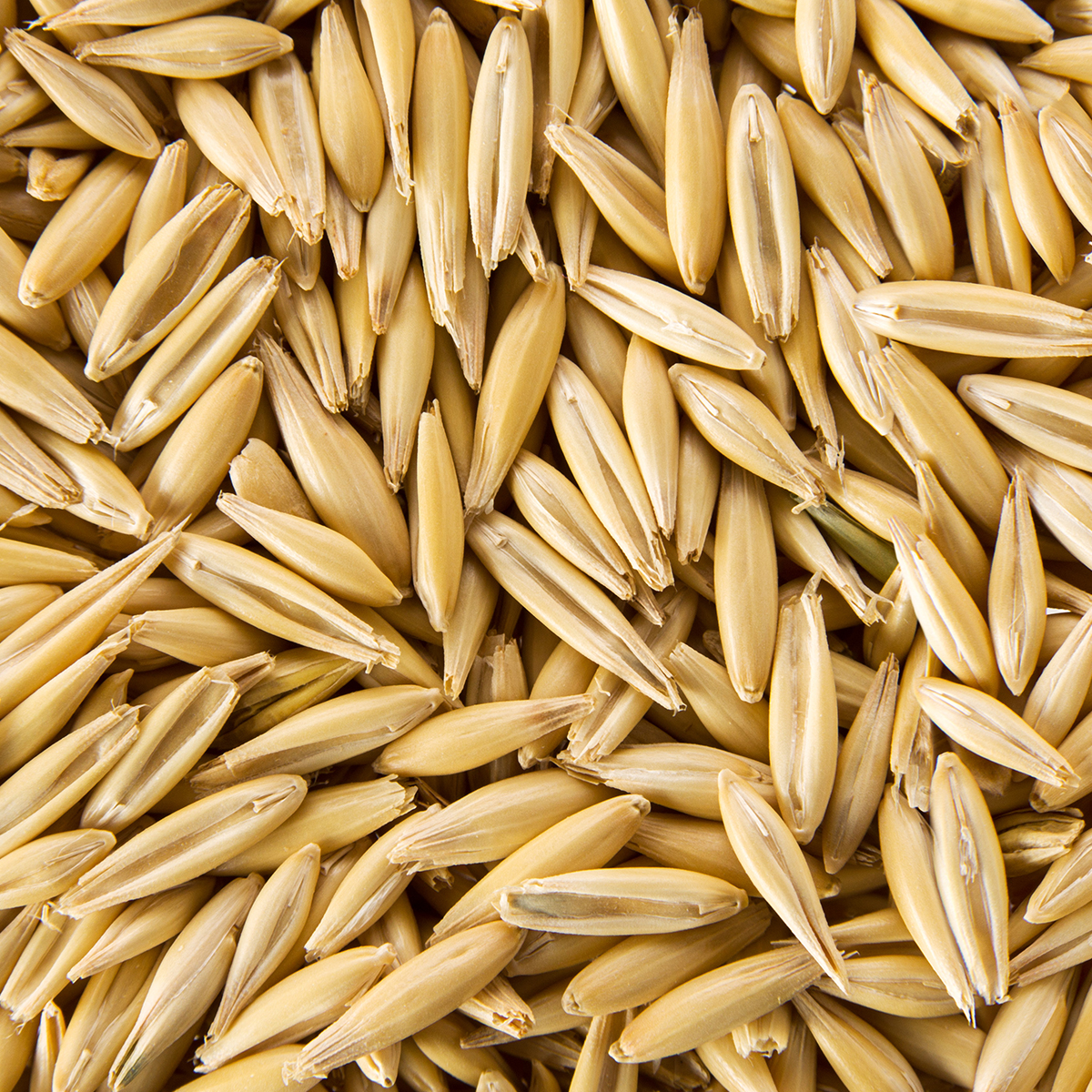 Dyrefoder Mollerup Moelle