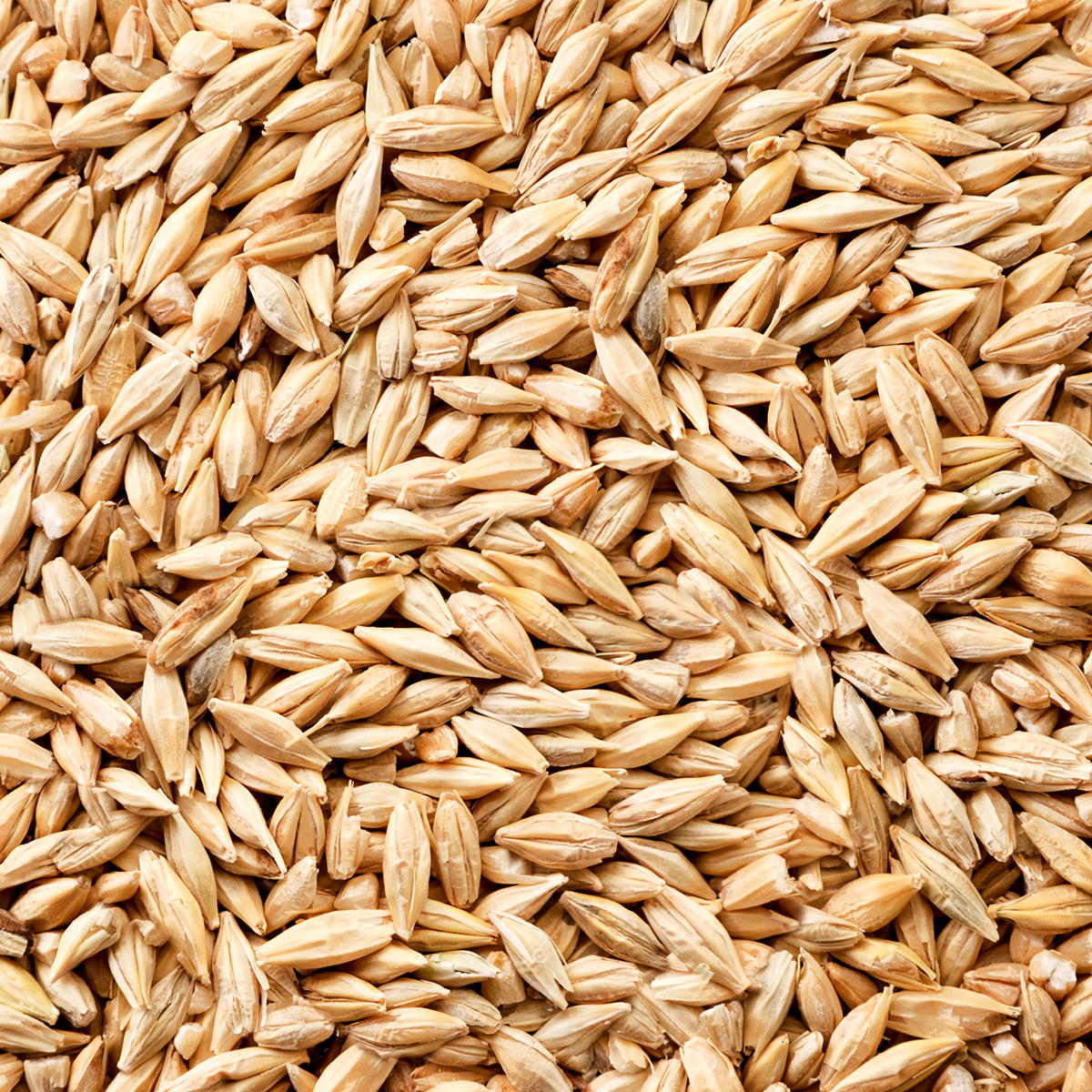 Dyrefoder Mollerup Moelle