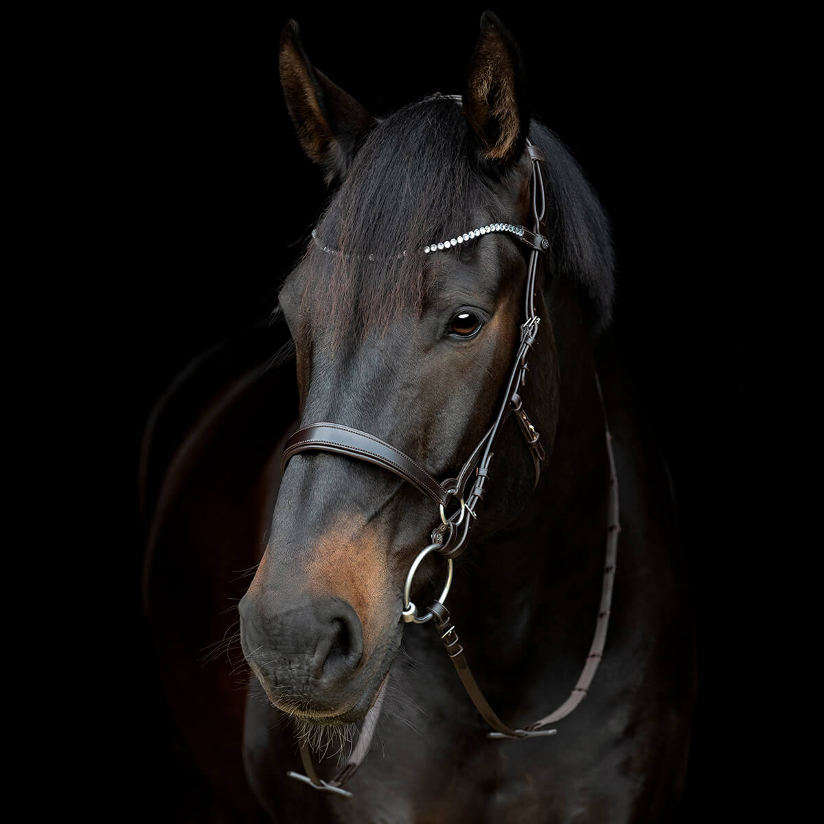 V 152360466 01 catago gentle bridle næsebånd brun