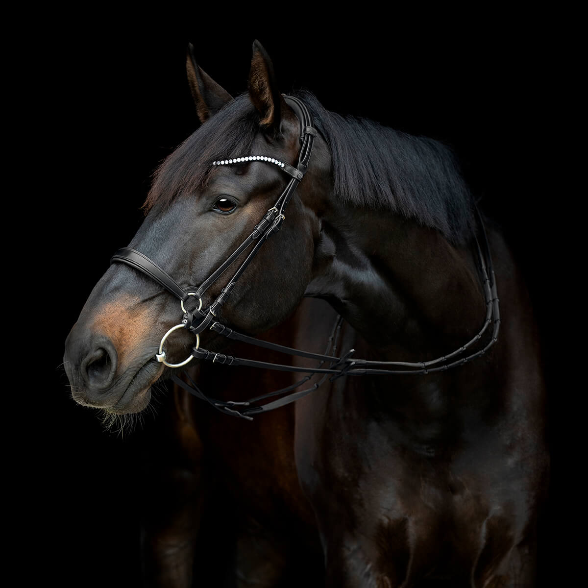 V 152360475 01 catago gentle bridle kindstykker sort