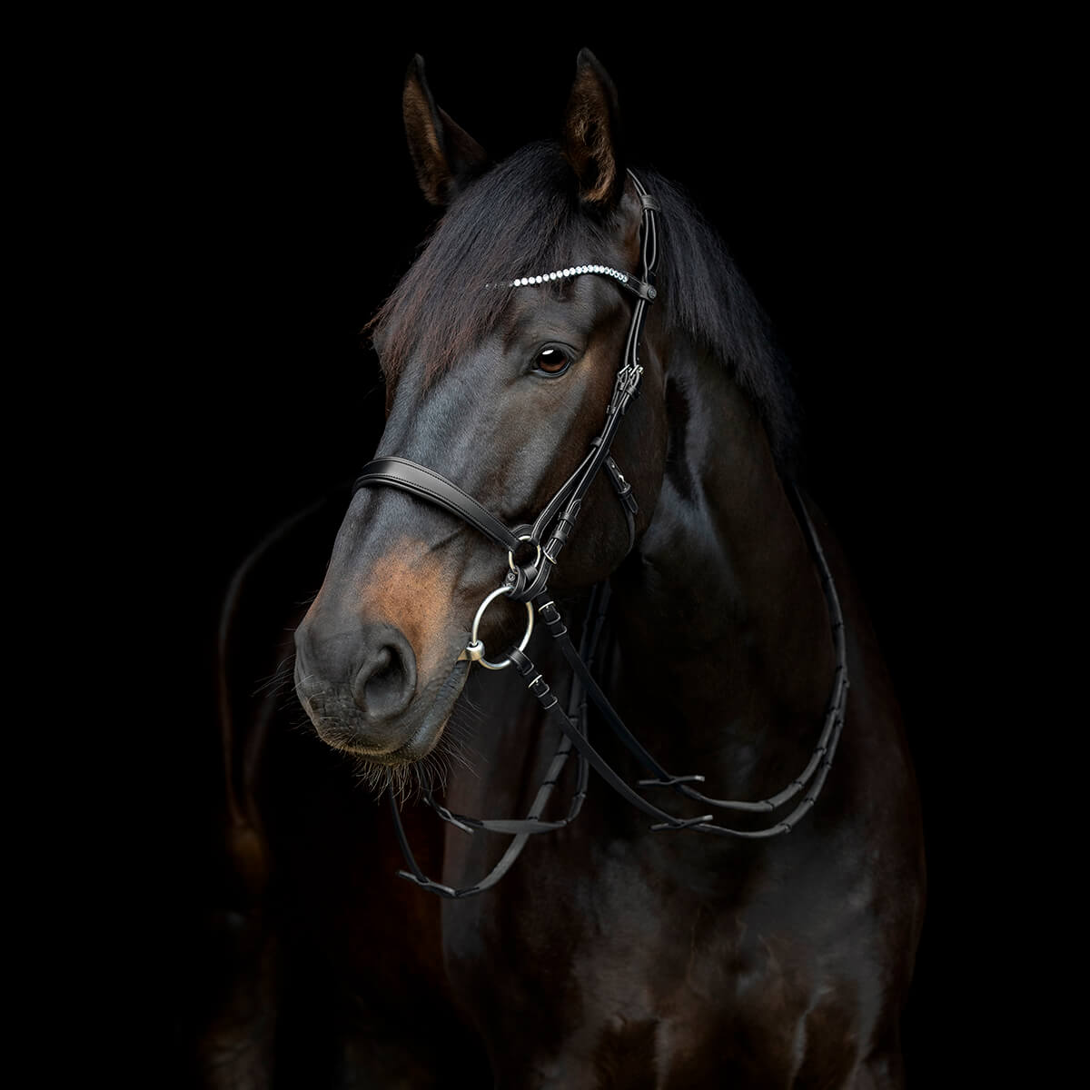 V 15236050 01 catago gentle bridle næsebånd sort