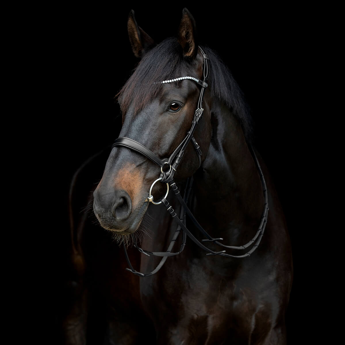 V 152360507 01 catago gentle bridle kæberem sort